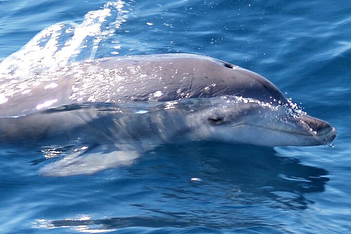 Jervis Bay Dolphin Watch Cruise - Accommodation Search